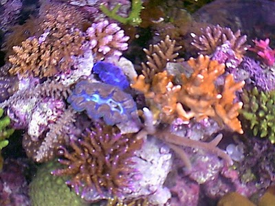 Photos of Inland Aquatics
