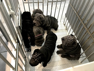 Photo n°13 de Clinique Vétérinaire VetPlus à La Farlède (Vétérinaire)