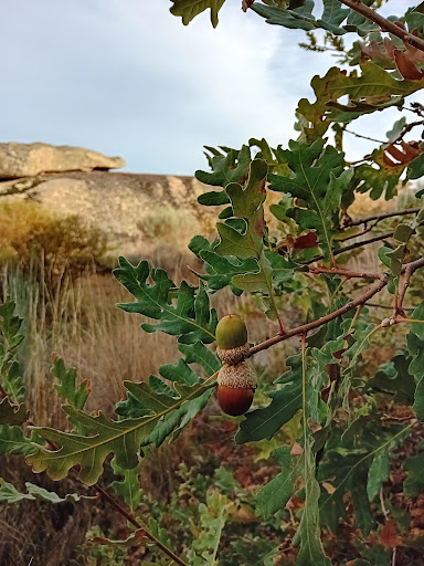 Las Tejoneras - Thumbnail