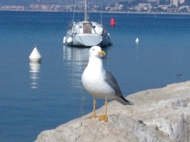 Yacht Club de Cannes