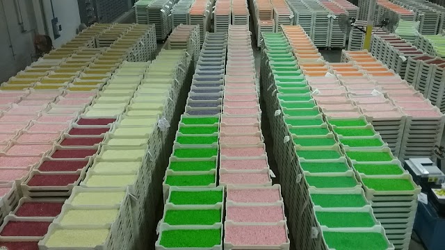 Jelly Belly