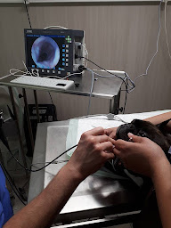 Photo n°12 de Vétérinaire Brest - Clinique Lesvet du Dr Le Bail à Brest (Vétérinaire)