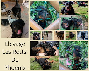 Photo n°13 de Elevage / Pension Canine Les Rotts Du Phoenix à Lafage-sur-Sombre (Pension pour chiens)