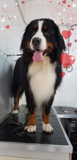 Tuttincoda - Toelettatura, Dog spa, Cibo e Accessori per cani e gatti, Crocchette cani e gatti, Grain free, prodotti BARF - Thumbnail