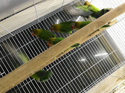 Photos of Aelchenov Fish Trading and live birds and animals