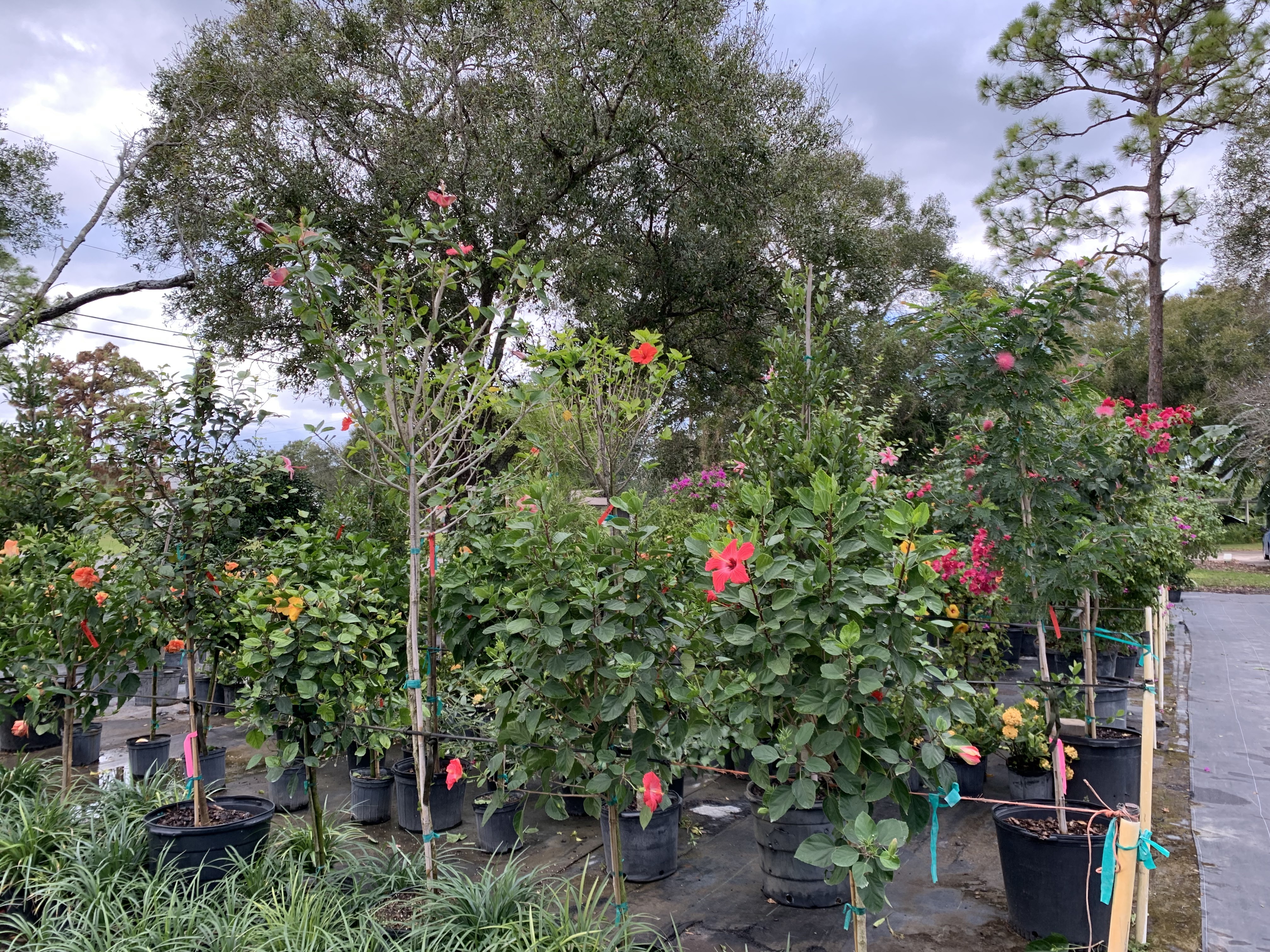 Greenland Nursery
