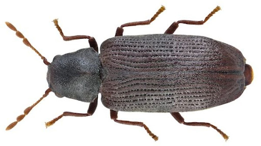 https://coomarservices.com/ants