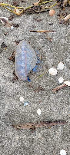 Broussard Beach - Thumbnail