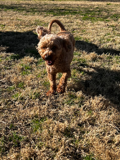 Kickapoo Ranch Pet Resort - Visual