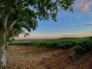 Photo n°72 de Ô tour de la table à Nébian (Bar à vin)
