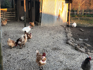 Photo n°20 de La Ferme de Brossard à Lanteuil (Zoo)