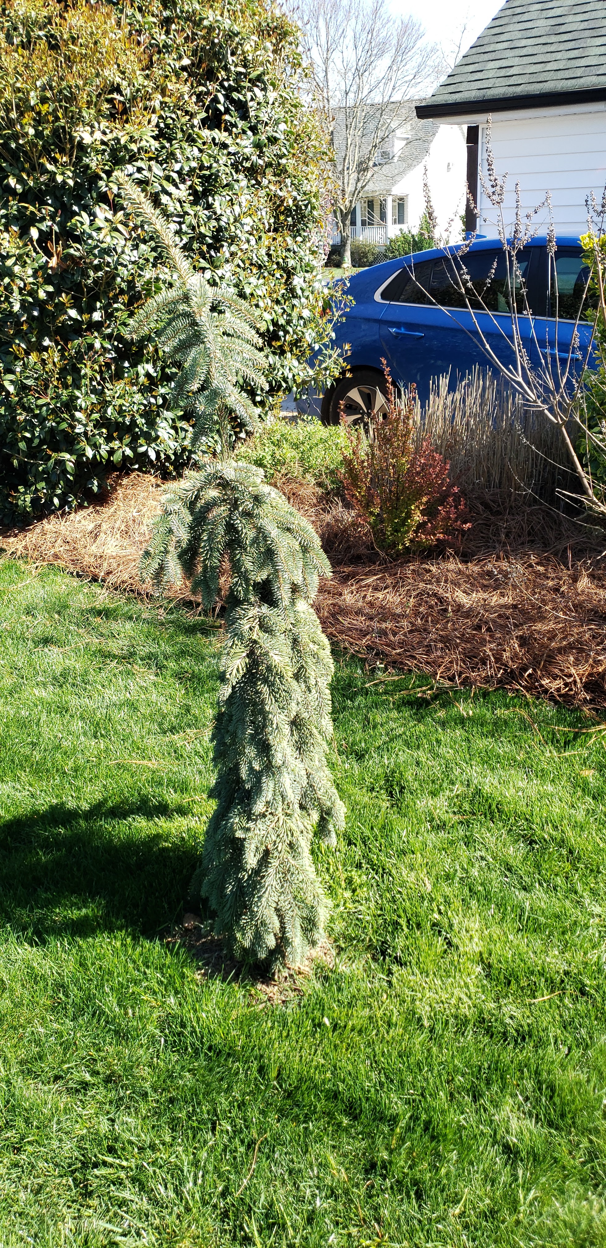 Spivey's Nursery