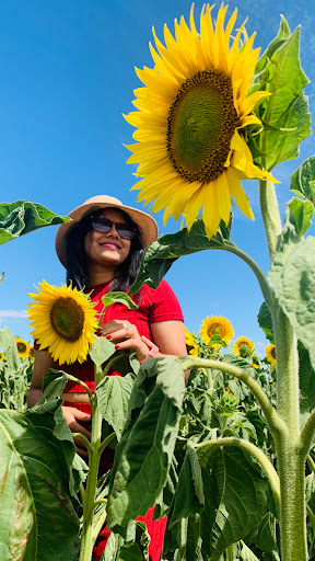 South Eyre Sunflowers - Thumbnail