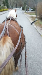 Photo n°8 de La Mini ferme du Ventoux des ecuries de Bacchus à Reilhanette (Promenade)