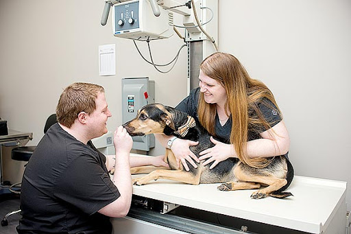 Dog & Cat Clinic Gallery - United States