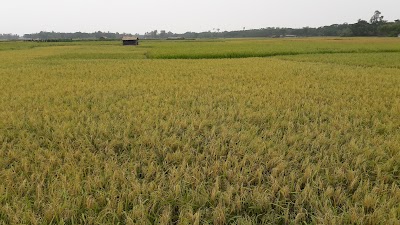 Photos of Baraghope Bidduth Market Golder Para