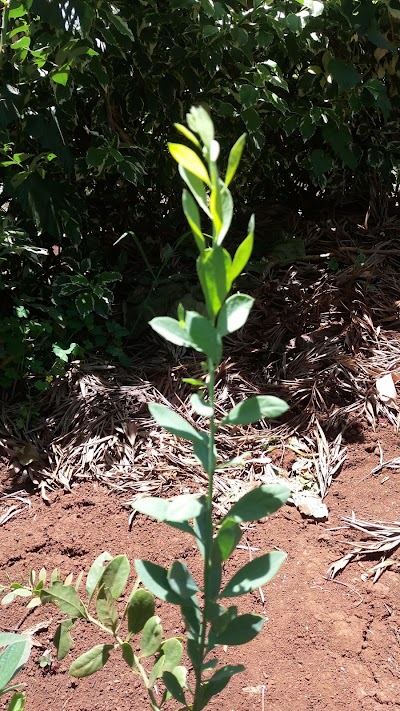 Photos of Muringato Forest
