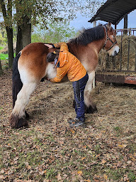 Photo n°3 de Odile Houtin - Ostéopathe pour animaux. équin, canin, bovin, chat, NAC, . Mayenne et Nord Pays de la Loire à Craon (Ostéopathe)