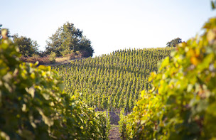 Photo n°12 de Cave La Pléiade Des Vins à Verneuil-sur-Seine (Caviste)
