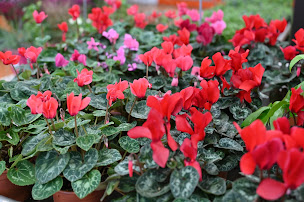 Photo n°10 de GAMM VERT à Châtillon-sur-Seine (Pépinière)