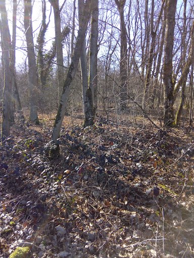 la Dame - Saulxures lès Nancy Woods