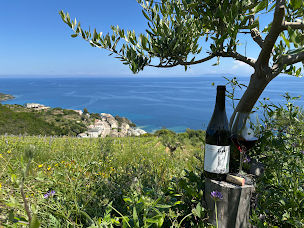 Photo n°34 de Domaine Terra di Catoni à Cagnano (Vignoble)