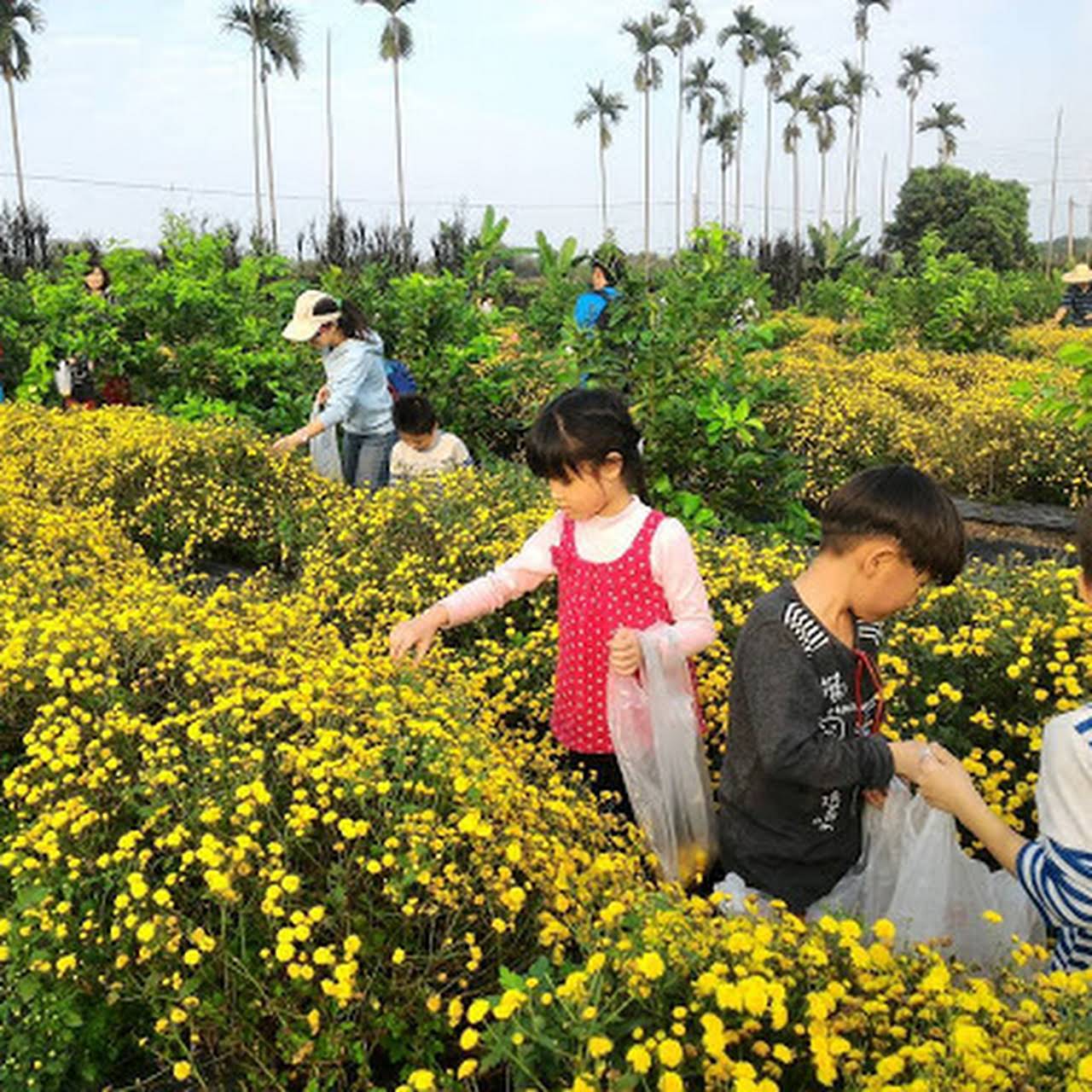 图片素材 : 性质, 厂, 领域, 草地, 草原, 绿色, 生产, 人类, 黄色, 农业, 野花, 花卉, 儿童, 出来, 栖息地, 花草甸 ...