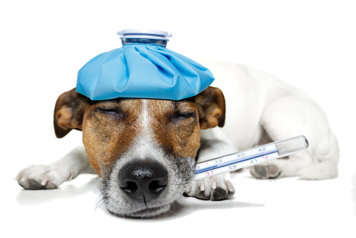 Hospital Veterinario Puc Pets Calkiní