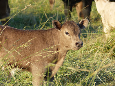 Son Light Farms 1263 E Freeport Rd, Morristown, IN 46161, United States