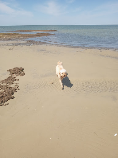 Cape Charles Animal Hospital - Thumbnail