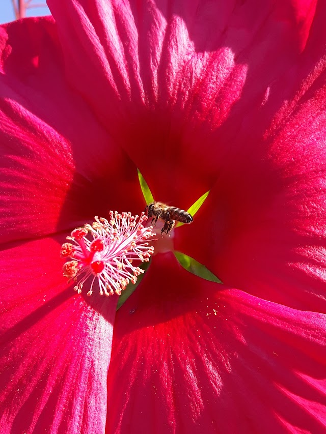 Les Jardins de Coursiana