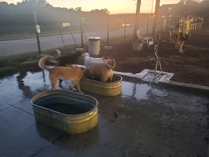 MUTTS Canine Cantina® - Fort Worth photo