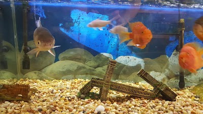 AquaRealm Aquarium & Pets