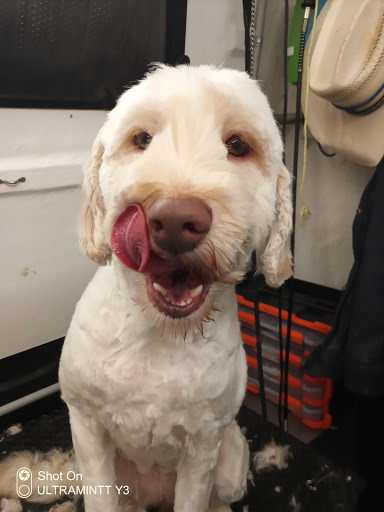Arty Wyler Dog Grooming - Thumbnail