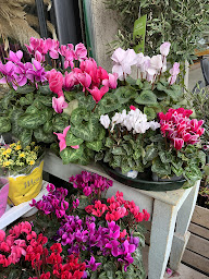 Photo n°25 de La Palette Fleurie à Marseille (Service de plantes d'intérieur)