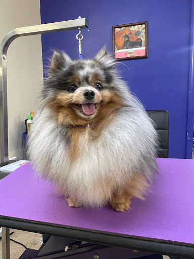 Aunt B's Pet Grooming - Thumbnail