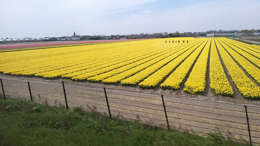 Hillegom Gallery - Netherlands