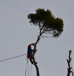 Photo n°5 de Arbre oxygène à Saint-Quentin-la-Poterie (Service d'élagage)