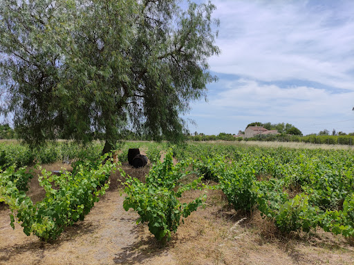Celler les Soques