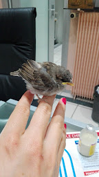 Photo n°14 de Clinique vétérinaire Pascal Hardy à Paris (Vétérinaire)