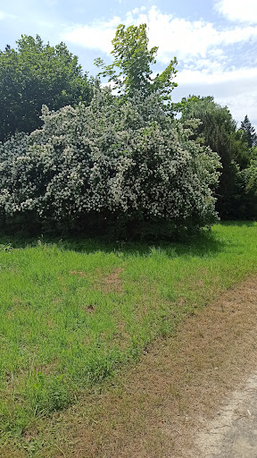Ewilpa - Der Essbare Wildpflanzen Park Gallery - Germany