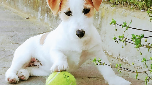 Allevamento STESI Jack Russell - Pensione per Animali - Thumbnail