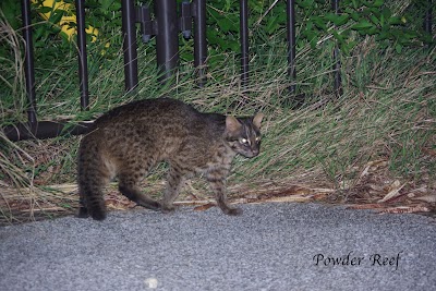 西表島PowderReef（パウダーリーフ）