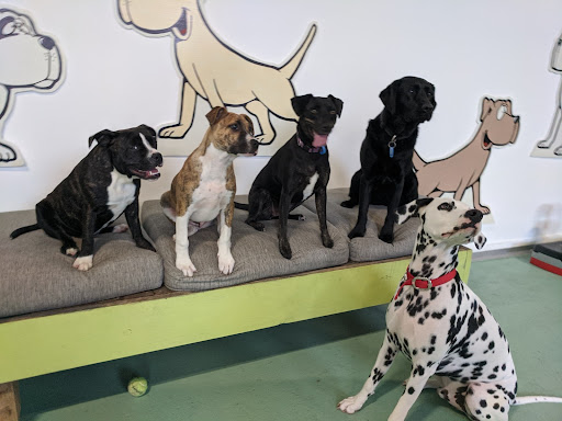 Paws Zone - Visual