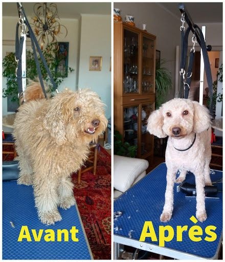 Toilettage Luxury Dog - Thumbnail