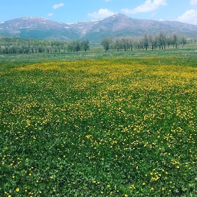 Aydıntepe Saray Pide Salonu