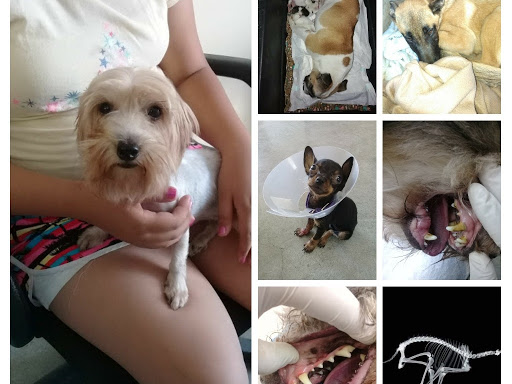 Veterinaria Dogtor Mario