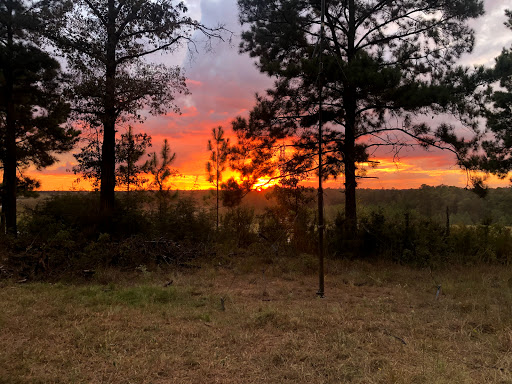 Peason Ridge Wildlife Management Area - Thumbnail
