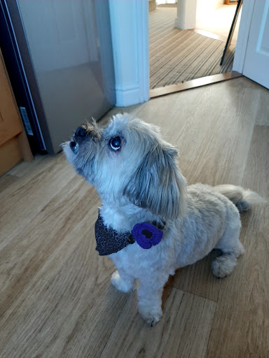 Scallywaggs Dog Grooming of Lostwithiel - Thumbnail