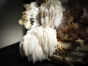 Photo n°8 de Champibresse à Bresse-sur-Grosne (Ferme)